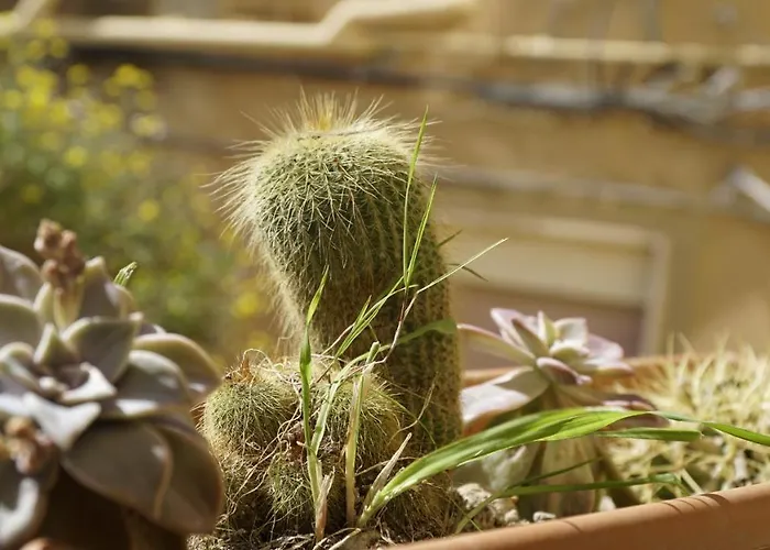 Bed and breakfast Le Vie Di Girgenti