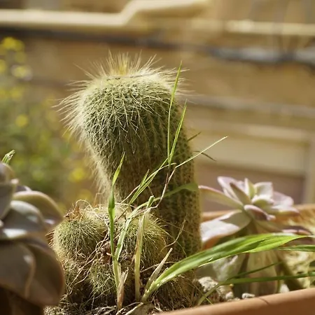 Bed & Breakfast Le Vie Di Girgenti